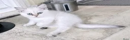 British Shorthair cats for sale: BSH GCCF , silver chinchilla & colour point Boys - Advert 10