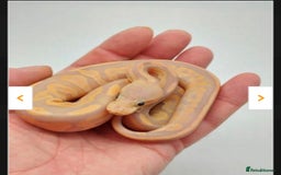 Python Snake reptiles for sale: Banana pastle royal python male and full set up - Image 8