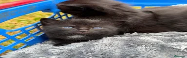 British Shorthair 4