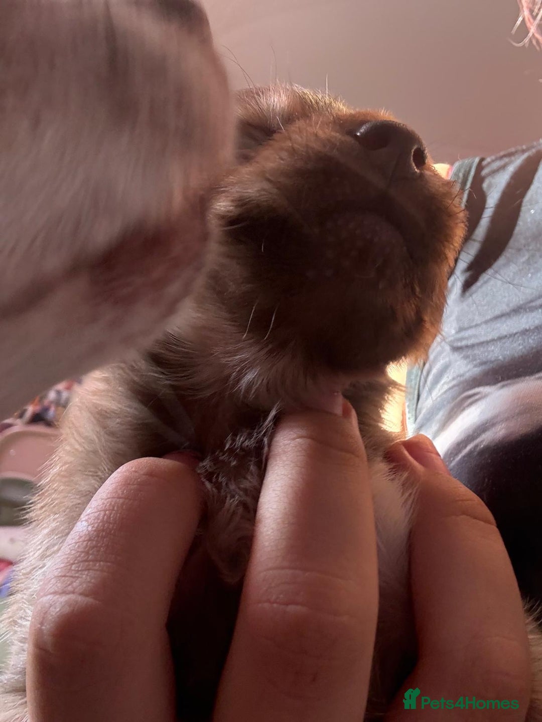 Mixed Breed dogs for sale: chihuahua mixed breed - Advert 5