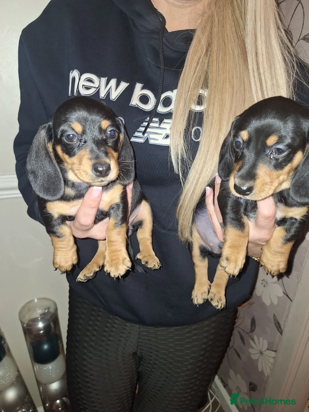 Dachshund dogs for sale: Miniature dachshunds boys and girls  - Advert 7