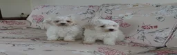 Bichon Frise dogs for sale: Beautiful Bichon Frise Puppies - Advert 3