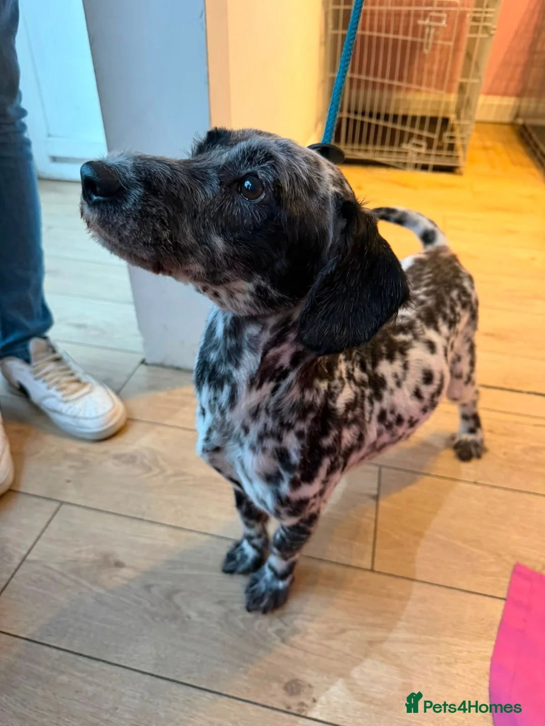Mixed Breed dogs for adoption: Pippin & Jasper - Father & Son Pair  - Advert 4