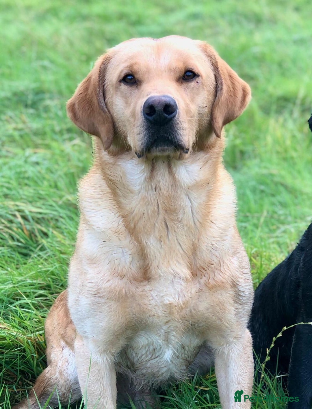 Labrador Retriever dogs for sale: KC registered traditional working Labrador puppies - Image 5