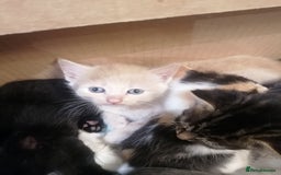 Mixed Breed cats for sale: Outstandingly gorgeous mixed kittens  - Image 11