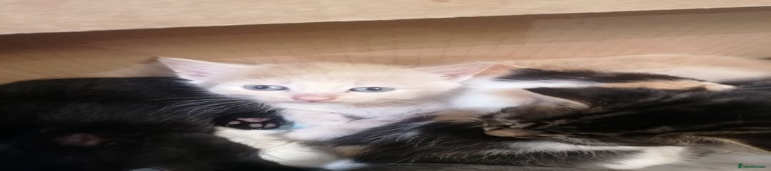 Mixed Breed Kitten 6