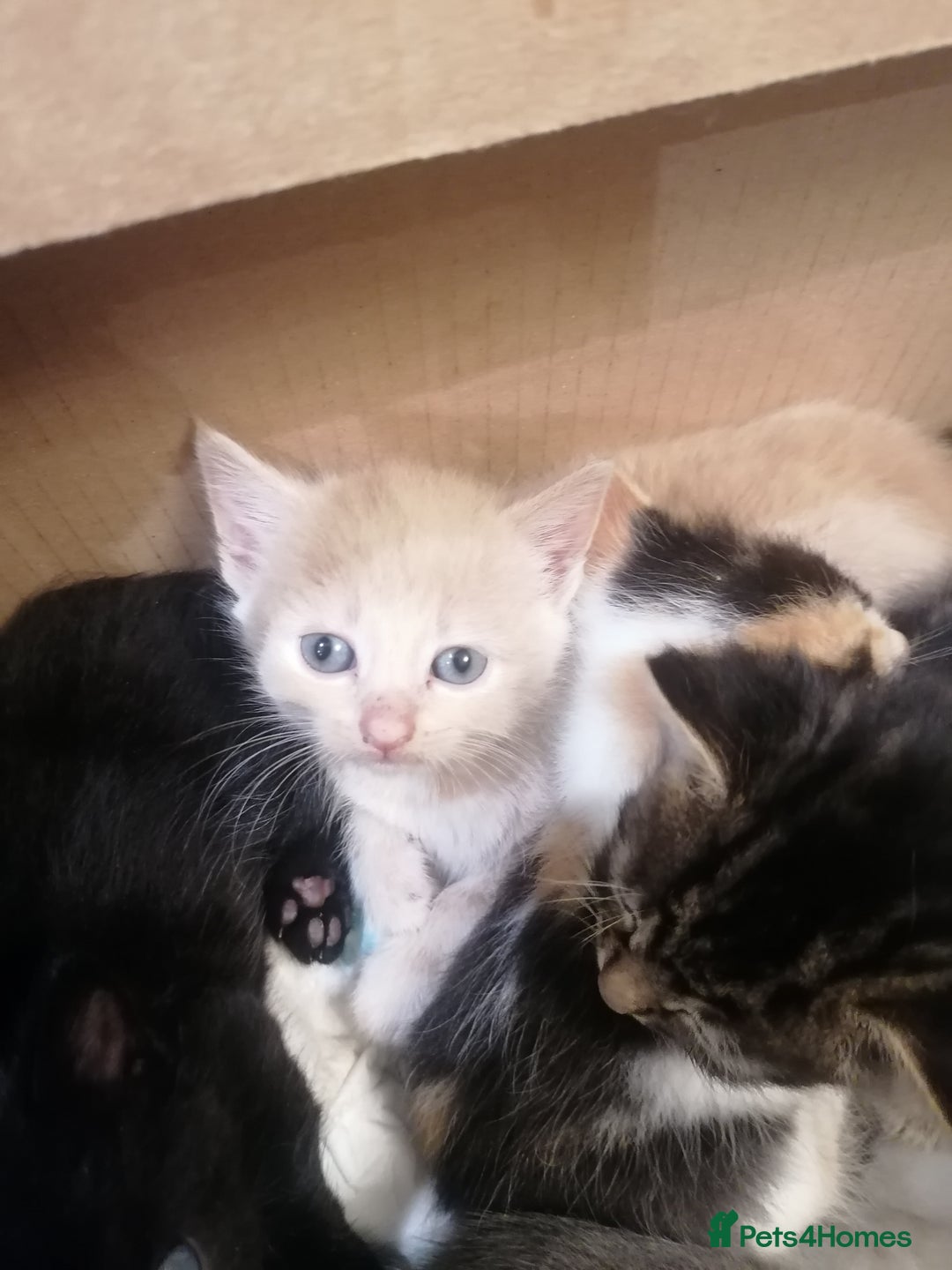 Mixed Breed cats for sale: Outstandingly gorgeous mixed kittens  - Image 11