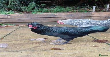 Chickens poultry 2 young cockerels to go to loving home for free - Advert 4