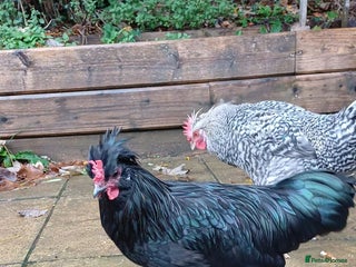 Chickens poultry for sale: 2 young roosters to go to loving home - Advert 1