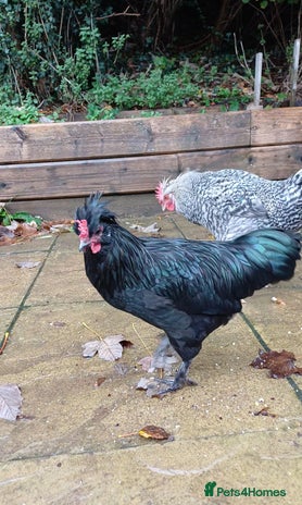 Chickens poultry 2 young roosters to go to loving home - Advert 1