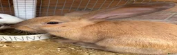 Dwarf Lop rabbits for sale: Bunnies for sale  in Oxford - Advert 2