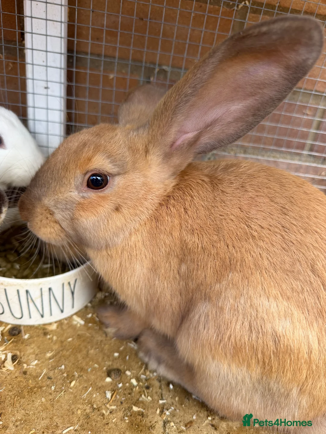 Dwarf Lop rabbits for sale: Bunnies for sale  in Oxford - Advert 2