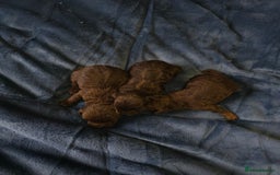 Cockapoo dogs for sale: Cockapoo puppies - Image 9
