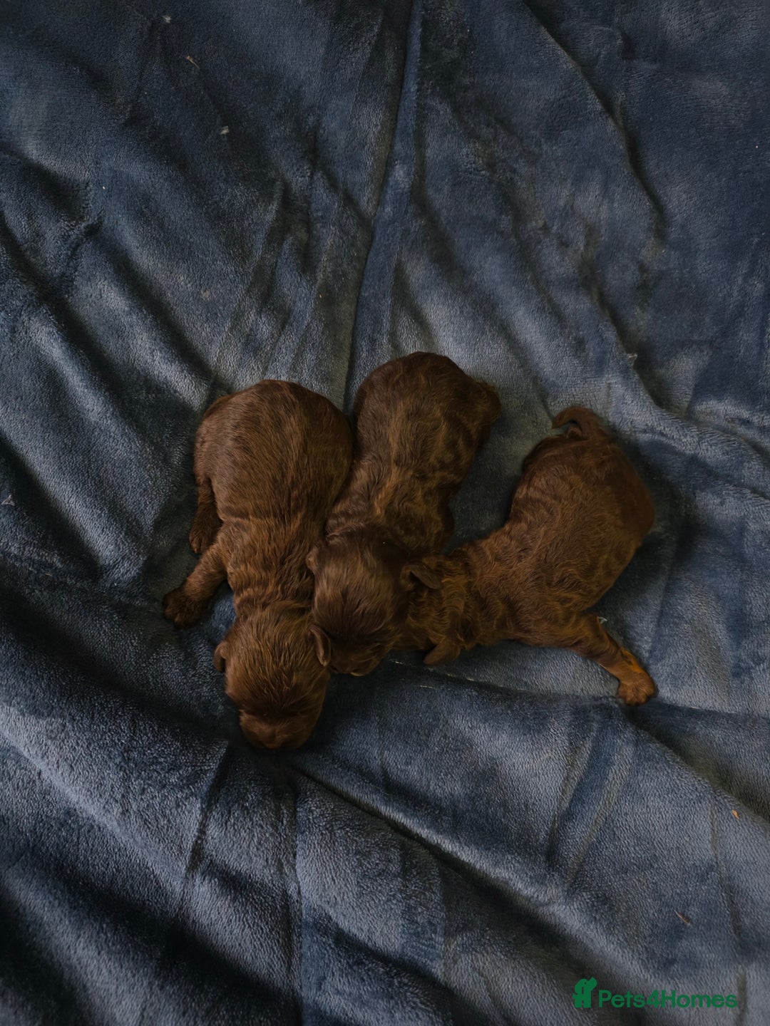 Cockapoo dogs for sale: Cockapoo puppies - Image 9