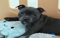 Staffordshire Bull Terrier dogs for sale: Stunning Staffordshire Bull Terrier pups   in Farnborough - Image 23