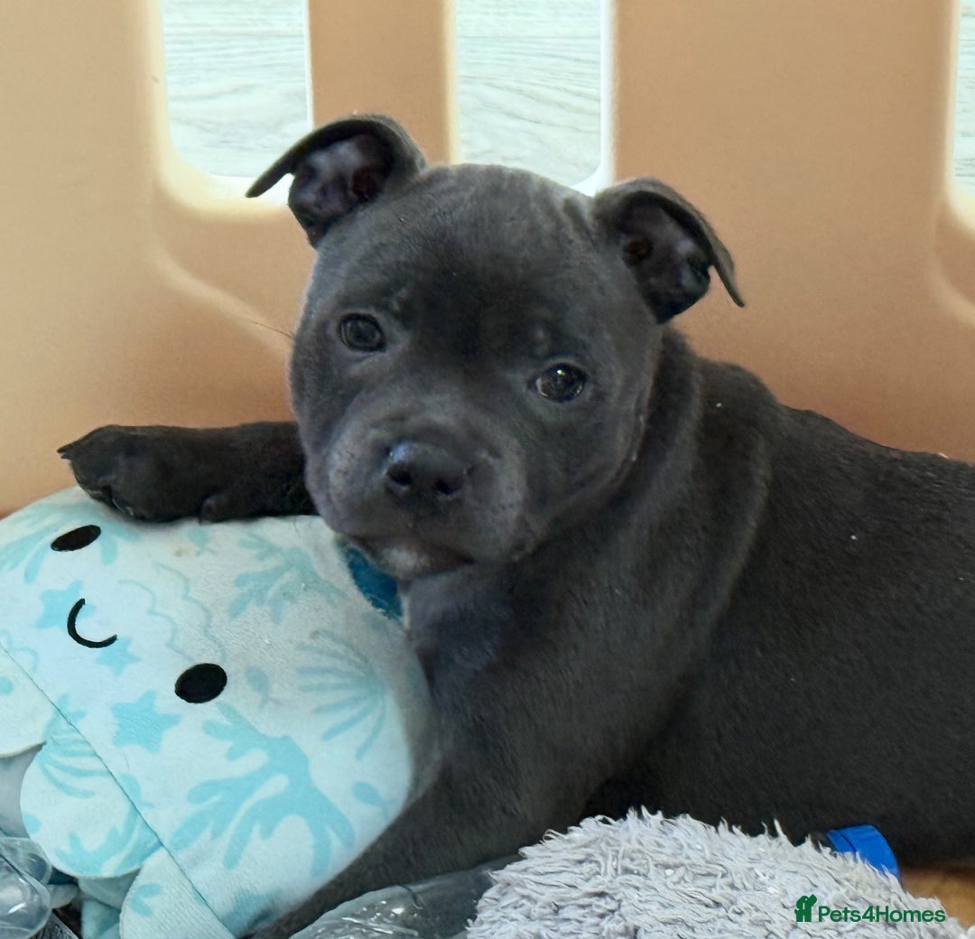 Staffordshire Bull Terrier dogs for sale: Stunning Staffordshire Bull Terrier pups   in Farnborough - Image 23