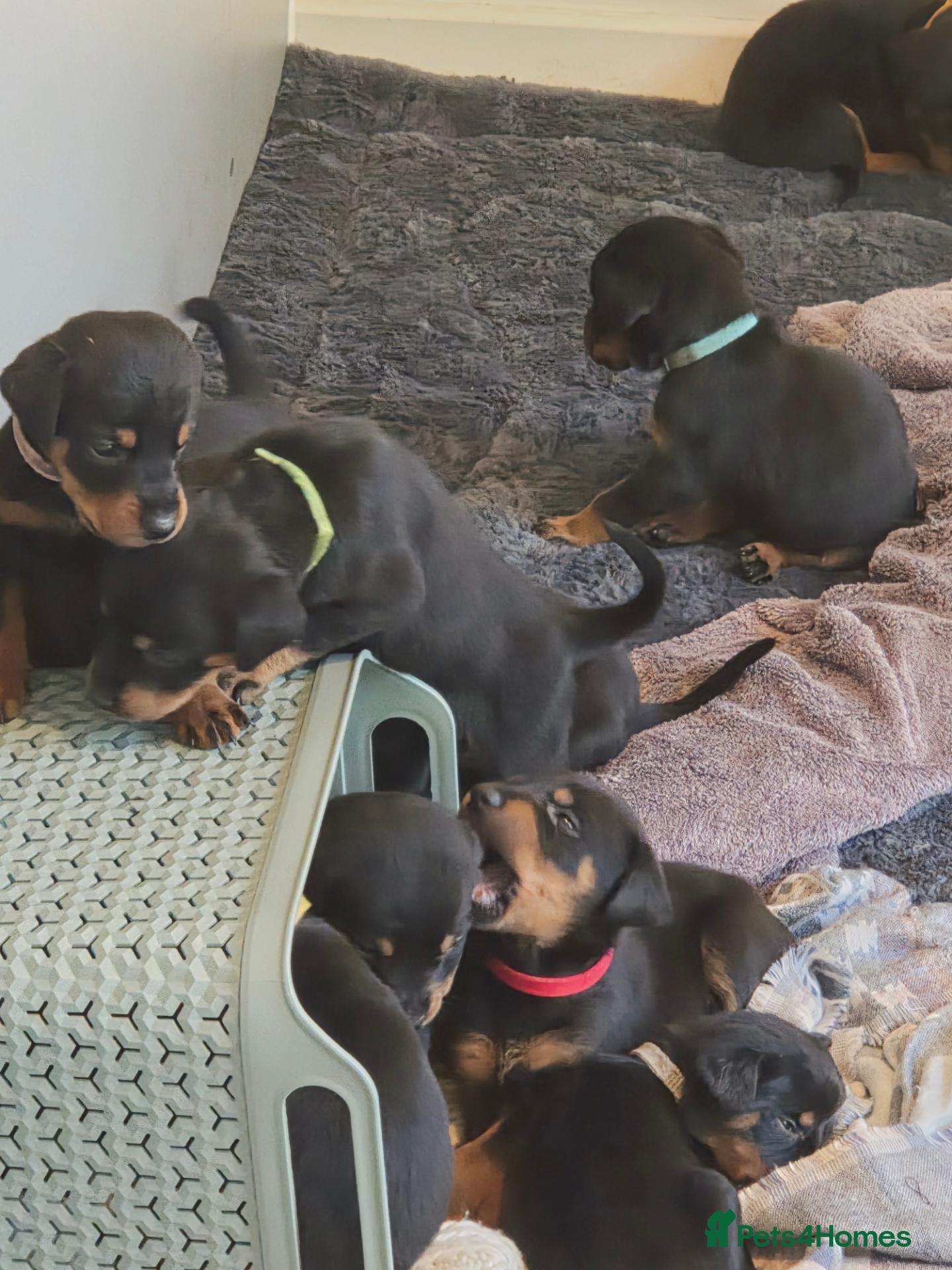 Dobermann dogs 🐾 Dobermann x Rottweiler puppies 🐾 - Advert 20