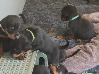 Dobermann dogs 🐾 Dobermann x Rottweiler puppies 🐾 - Advert 20