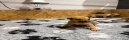 Greyhound dogs for sale: Hungarian Greyhound Pups - Advert 12