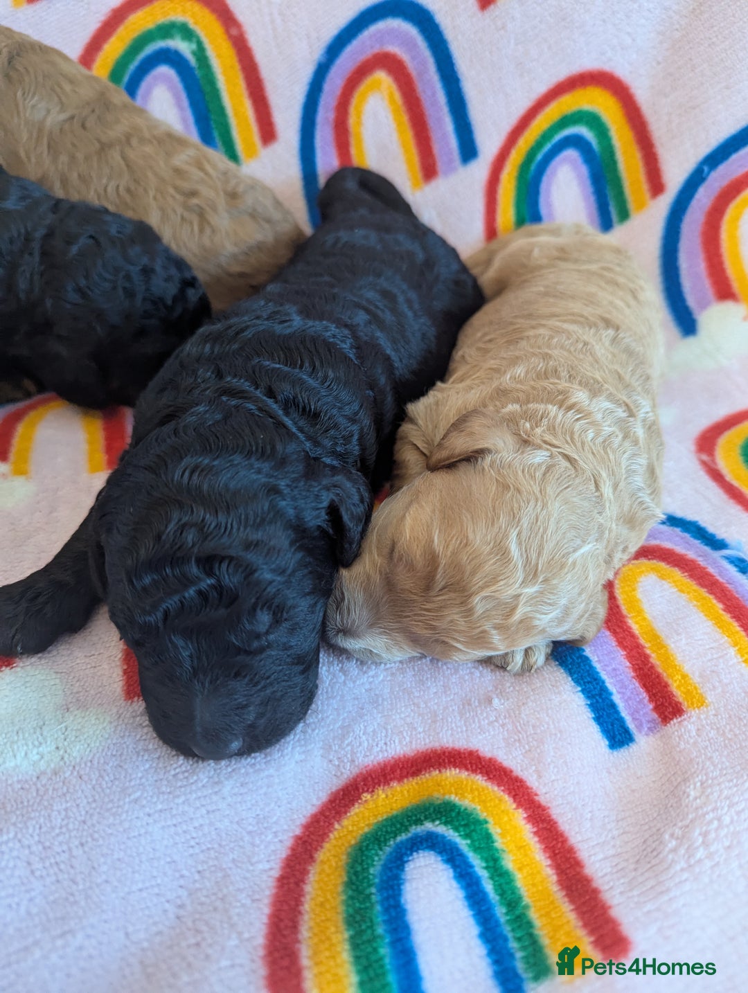 Miniature Poodle dogs for sale: Stunning Red & Phantom Miniature/Moyen Poodles - Image 20