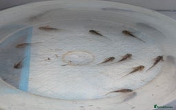 Axolotl reptiles for sale: *reduced*Rare Baby Lavender and wild type axolotl  - Image 17