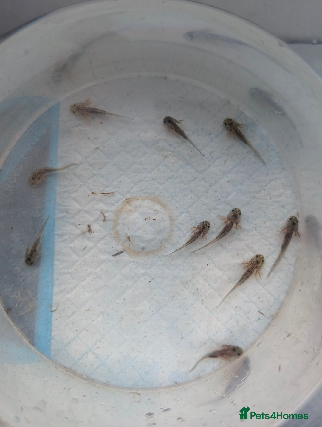 Axolotl reptiles for sale: *reduced*Rare Baby Lavender and wild type axolotl  - Image 17