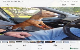 Miniature Pinscher dogs for stud: Beautiful Miniature Pinscher STUD dog - Image 2