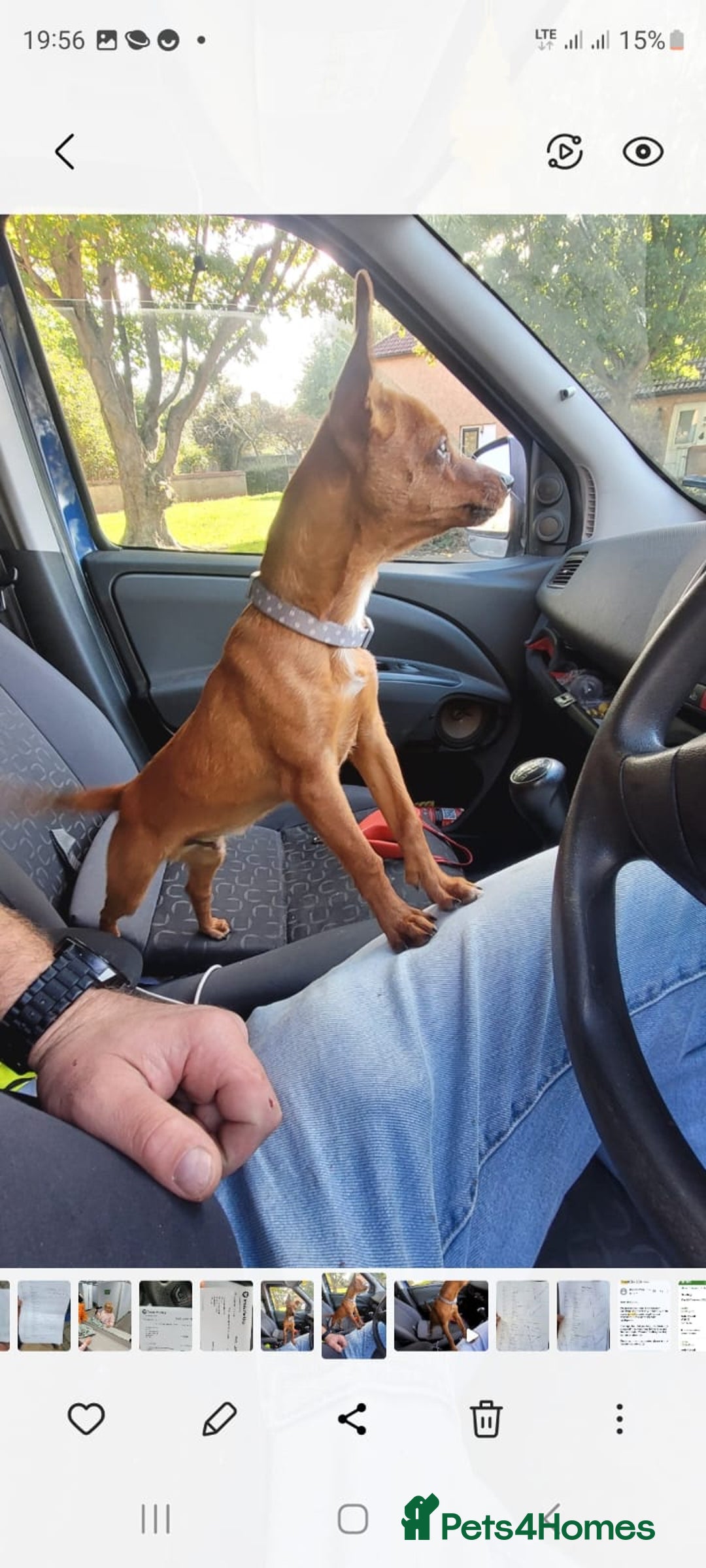 Miniature Pinscher dogs for stud: Beautiful Miniature Pinscher STUD dog - Image 2