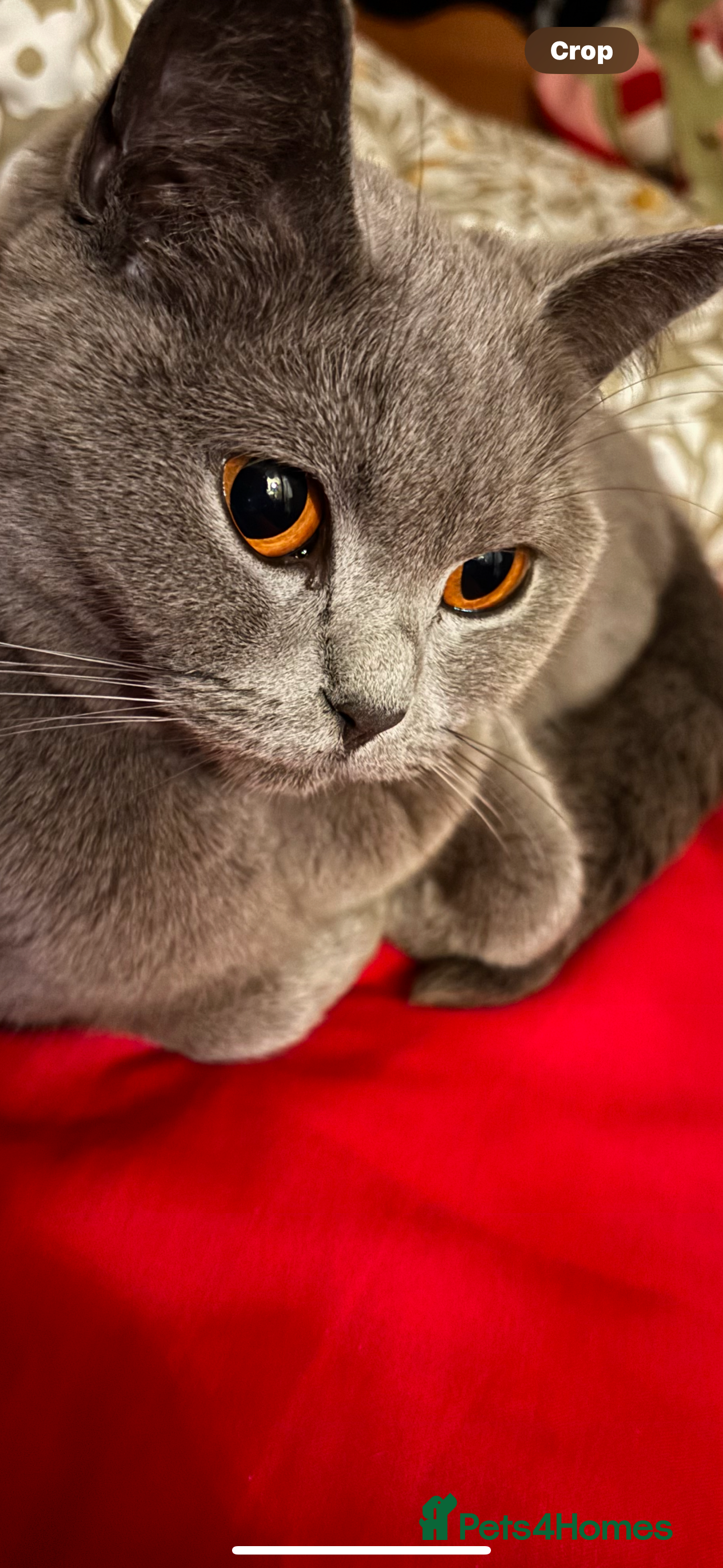 Mixed Breed cats Adorable kittens for sale - Advert 7