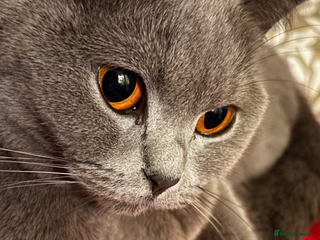 Mixed Breed cats Adorable kittens for sale - Advert 9