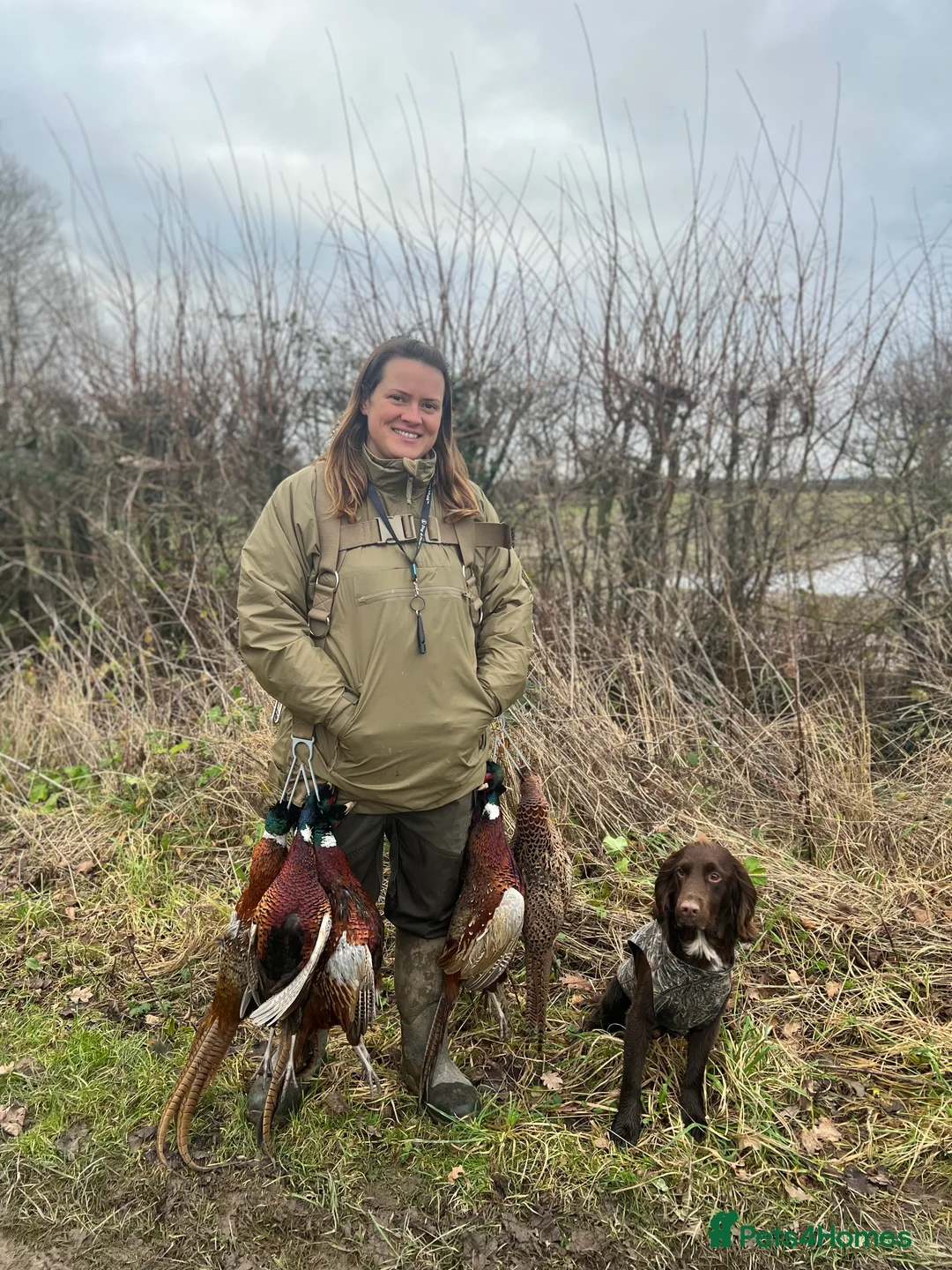 Cocker Spaniel dogs for stud: Cocker spaniel for stud extensively health tested  in Shrewsbury - Advert 8
