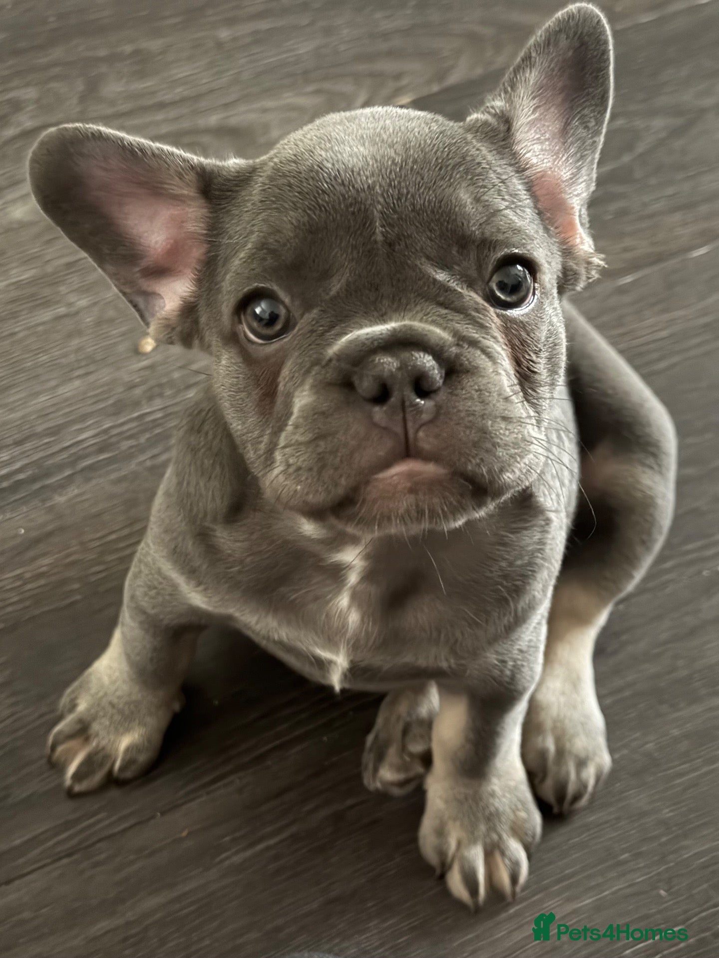 French Bulldog dogs Ready to go! Top quality French bulldogs  - Advert 9