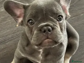 French Bulldog dogs Ready to go! Top quality French bulldogs - Advert 9