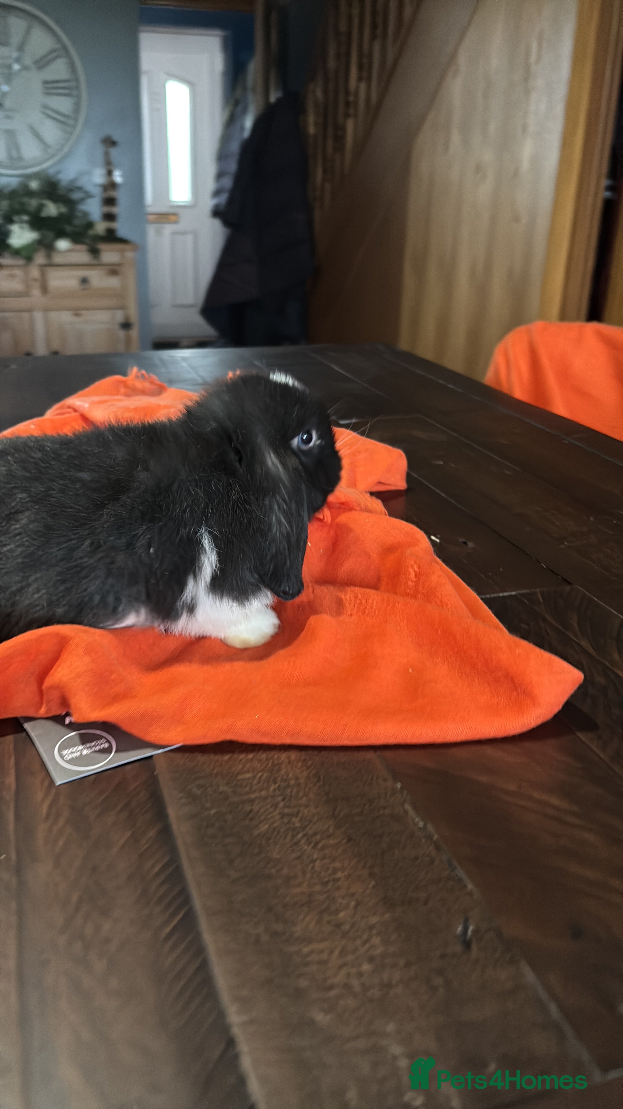 Mini Lop rabbits Adorable Mini Lop Bunnies Ready for Loving Homes - Advert 8