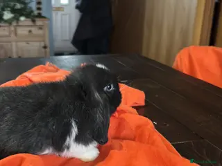 Mini Lop rabbits Adorable Mini Lop Bunnies Ready for Loving Homes - Advert 8