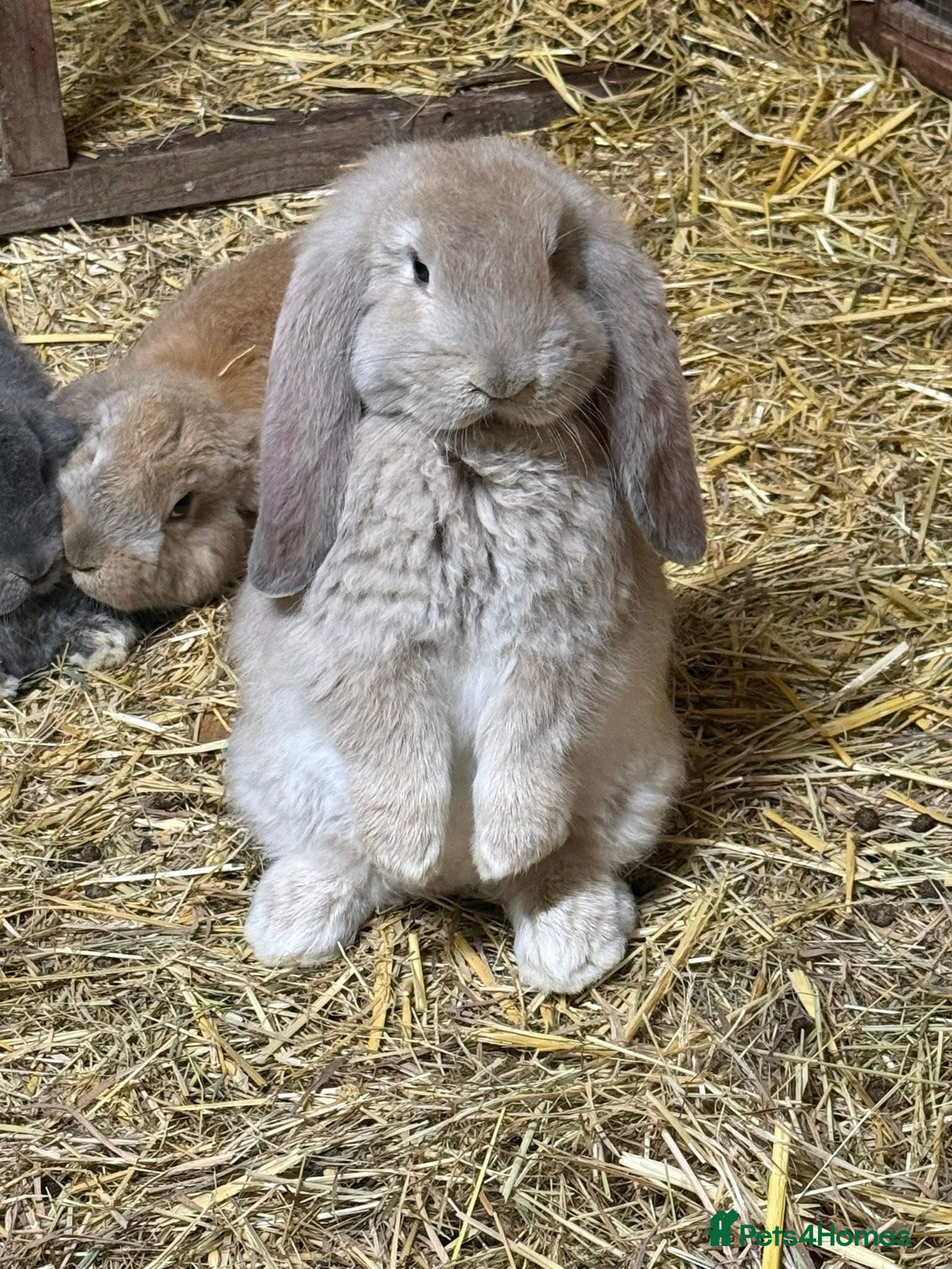 French Lop rabbits Stunning xl French lops  - Advert 1