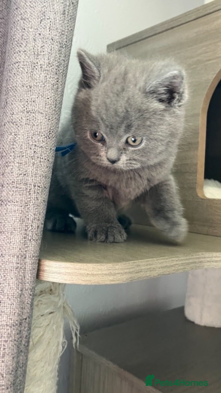 British Shorthair cats Beautiful British Shorthair kittens available  - Advert 1