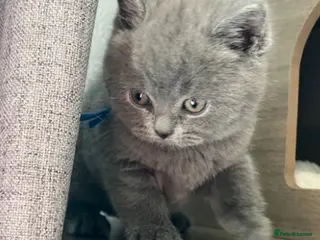 British Shorthair cats Beautiful British Shorthair kittens available - Advert 1