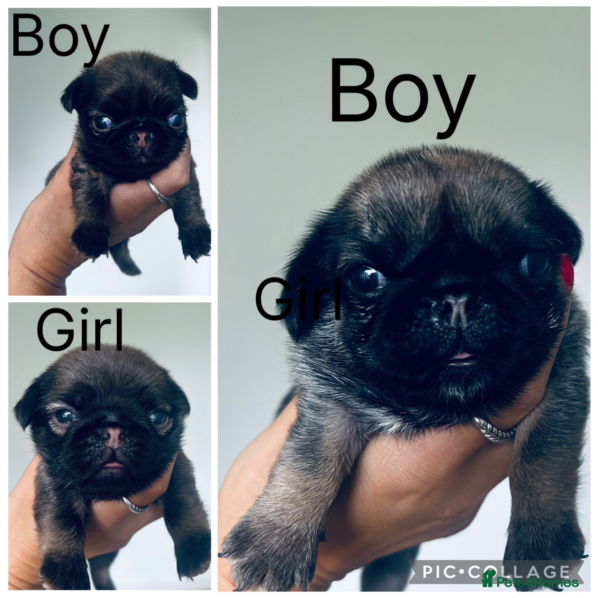 Pug dogs Fluffy miniature pugs  - Advert 4