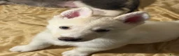 Mixed Breed dogs for sale: Husky Hybrid Puppies (Utonagans)  - Advert 25