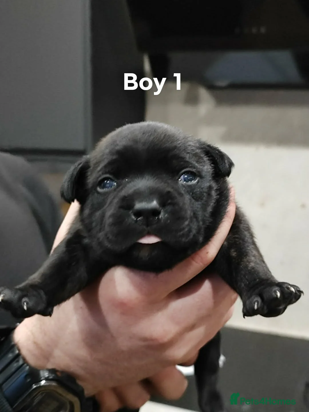 Staffordshire Bull Terrier dogs for sale: Blue/Black Staffordshire Bull Terrier Puppies - Advert 9