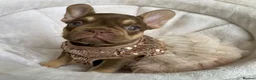 French Bulldog dogs for sale: FRENCH BULLDOGS, MERLE, ROJO, ISABELLA NEWSHADE. - Advert 32