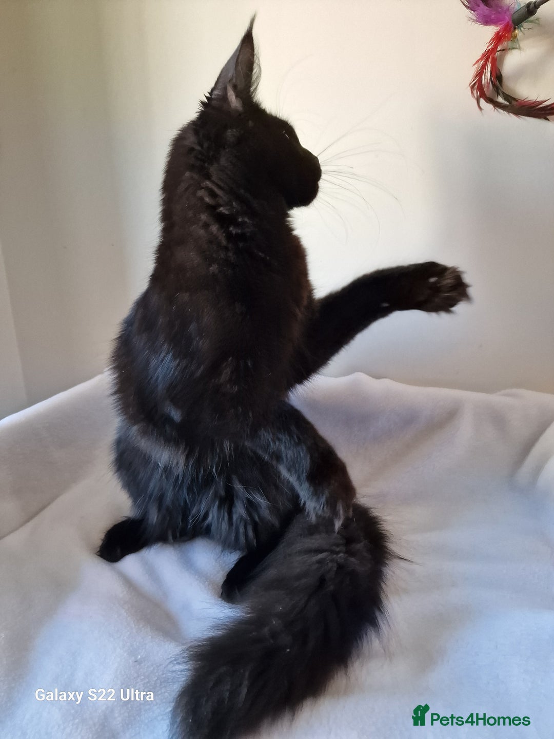 Maine Coon cats for sale: Studing solid black females🎀🐈‍⬛ - Image 13