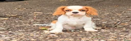 Cavalier King Charles Spaniel dogs for sale: Cavalier King Charles puppies  in West Byfleet - Advert 7