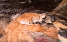 Mixed Breed cats for sale: Baby Kittens! 🐱  - Image 2