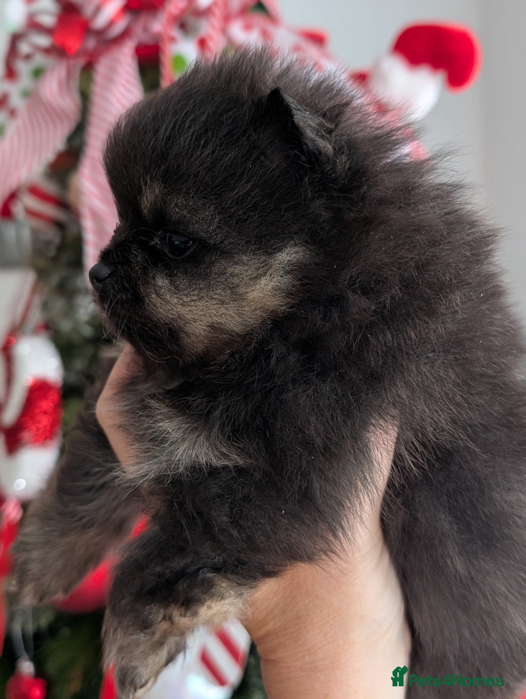 Pomeranian dogs for sale: All pups reserved  - Advert 26