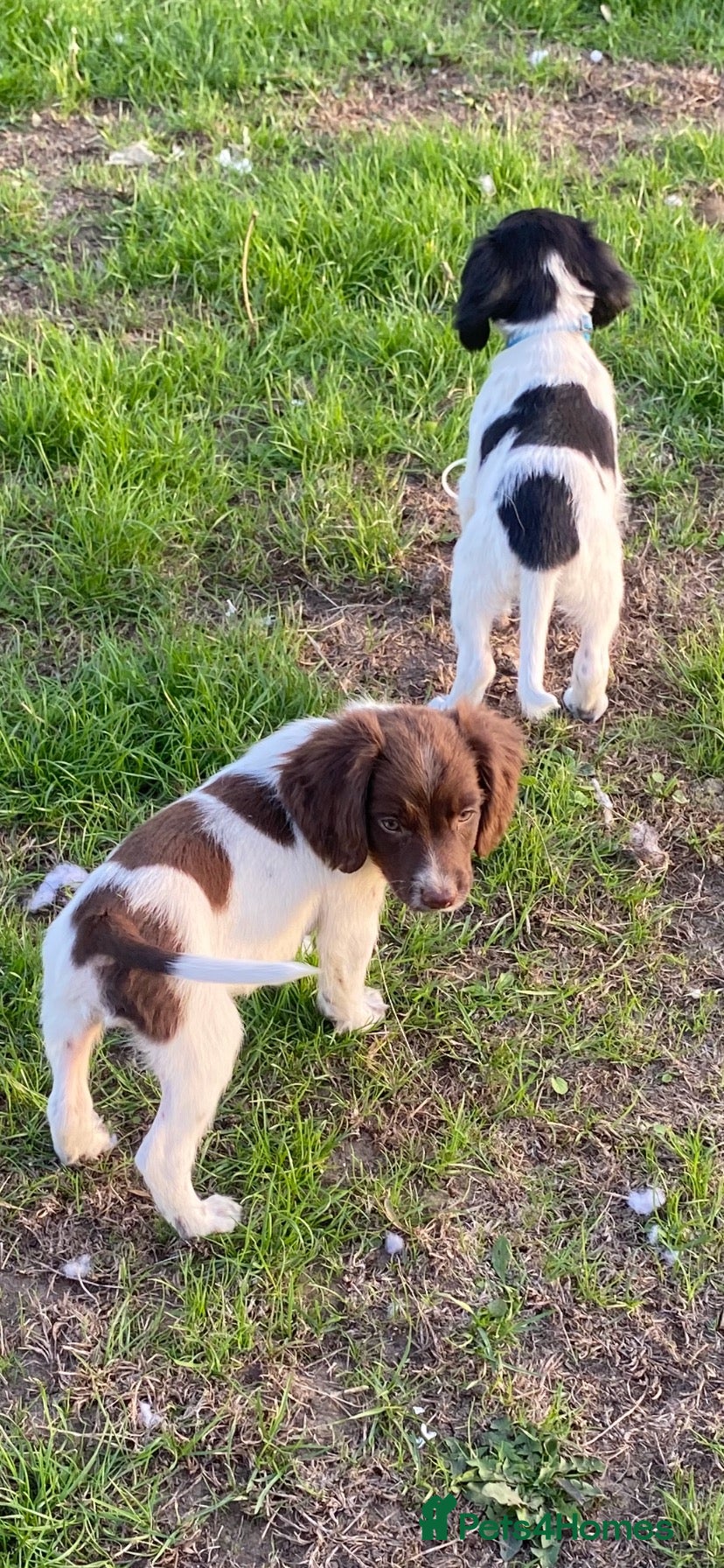 English Springer Spaniel dogs Springer Spaniel Puppies - Advert 1