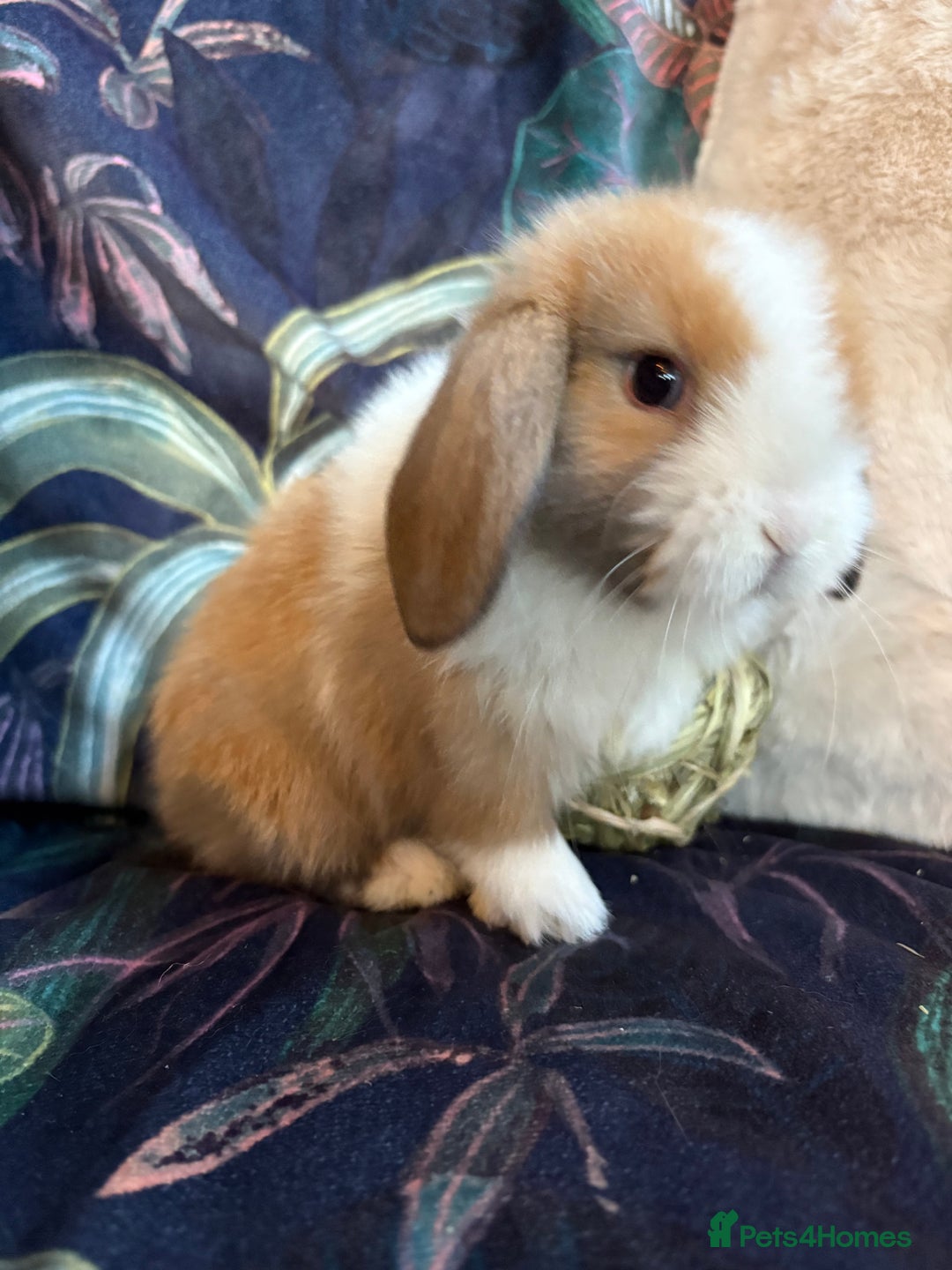 Dwarf Lop rabbits for sale: Super cute and cuddly dwarf lops (vaccinated) - Advert 6