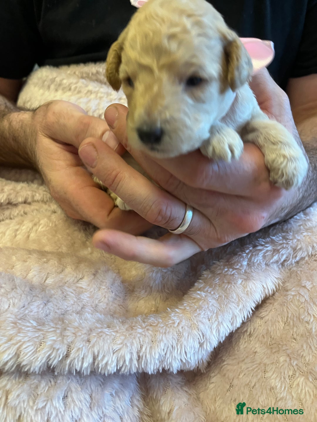 Miniature Poodle dogs for sale: Gorgeous miniature poodle pups - Image 28