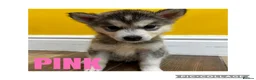 Utonagan dogs for sale: Husky x Malamute puppies - Advert 9
